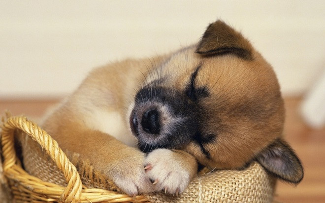 Giữa lúc dư luận bàn cãi về việc ngừng ăn thịt chó, dân mạng ầm ầm chia sẻ bức tâm thư của cún con gửi đến loài người Ảnh 2