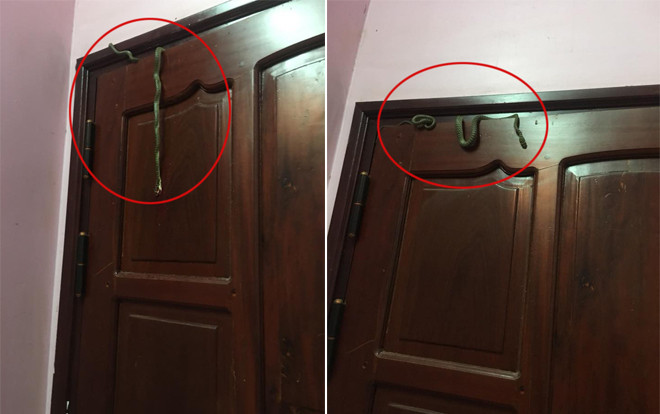Gặp con rắn dài ngoằng vắt vẻo trên cửa phòng lúc nửa đêm, cô gái hành động khiến dân tình bội phục Ảnh 2