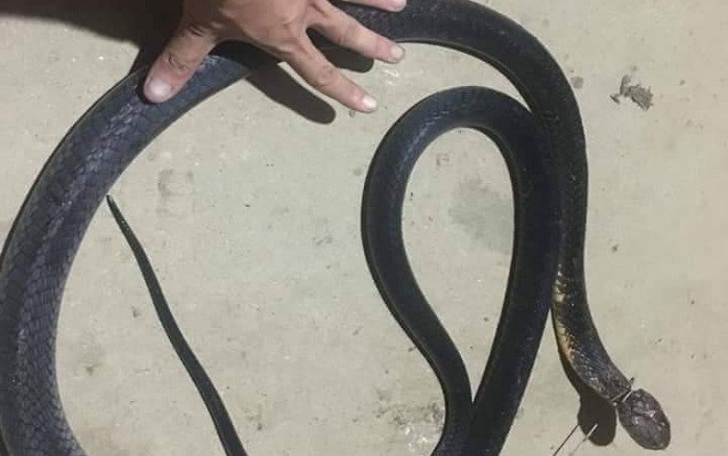 Đuổi rắn hổ mang chúa vào nhà, một người đàn ông bị cắn chết Ảnh 2