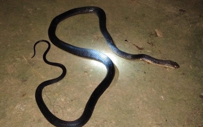 Cố bắt rắn bò vào nhà người đàn ông bị hổ mang chúa cắn tử vong Ảnh 2