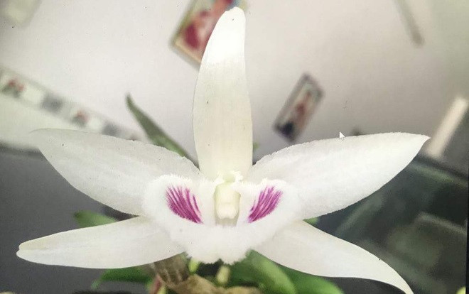Cận cảnh gốc lan Giã Hạc 5 cánh trắng có giá gần 7 tỉ đồng ở Đà Nẵng Ảnh 2