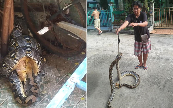 Video: Trăn khủng đột nhập vào nhà dân bắt mèo Ảnh 2