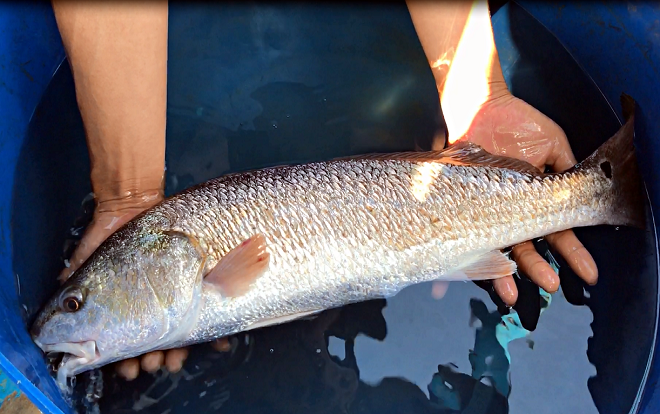 Cần thủ ở Đà Nẵng câu được cá nghi sủ vàng quý hiếm nặng 3,5 kg Ảnh 2