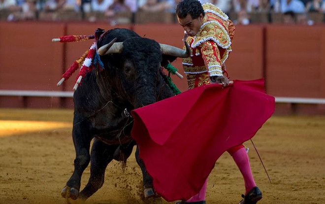 Sau bao năm tôi mới biết bò tót không ghét màu đỏ, lý do tấm vải của đấu sỹ có màu đỏ là để che giấu một điều kinh dị Ảnh 2