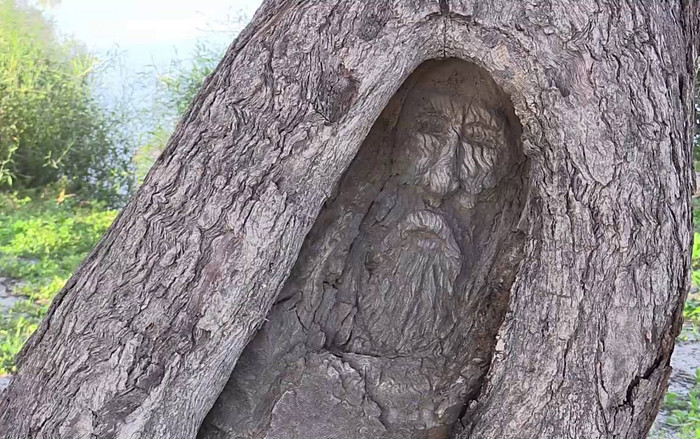 Thực hư chuyện hạt giống trong bụng mọc thành cây, giúp phát hiện xác chết Ảnh 2