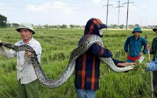 Trăn gấm dài 2,5m được người dân đi gặt lúa bắt đã được thả về tự nhiên Ảnh 2
