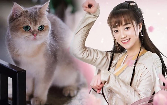 'Ta ở Đại Lý tự làm thú cưng': Khi loài mèo 'xâm chiếm' màn ảnh, xuyên không làm thú cưng và trở thành trào lưu mới? Ảnh 2