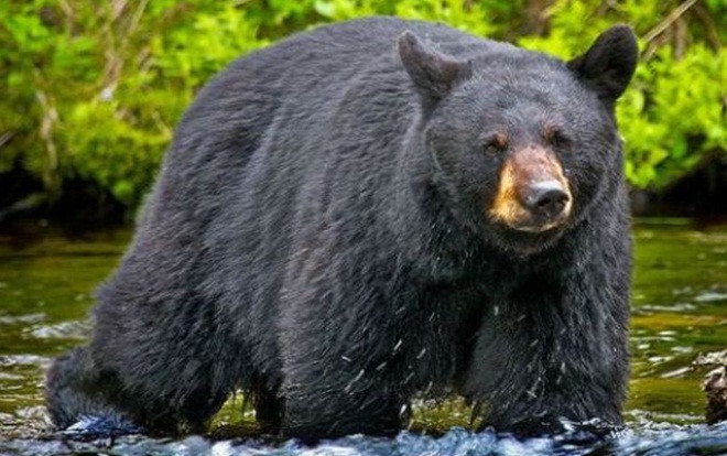 Tai nạn hy hữu: Gấu bị bắn rơi xuống núi, đè trúng người thợ săn Ảnh 2