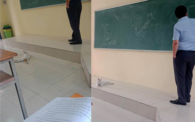 ‘Vị khách không mời’ chăm đến lớp được thầy giáo cho lên tận bục giảng học bài gây sốt mạng xã hội Ảnh 2