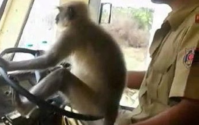 VIDEO: Khỉ lái xe buýt khiến hành khách kinh hãi Ảnh 2