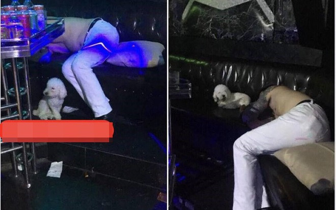 Hình ảnh chú chó trắng ngơ ngác ngồi đợi chủ của mình đi 'bay' ngủ luôn quán hát gây thương nhớ Ảnh 2