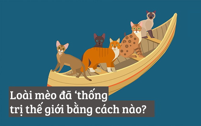Đố bạn biết loài mèo đã 'thống trị' thế giới bằng cách nào? Ảnh 2