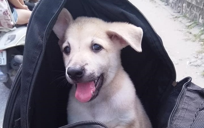 Dân mạng thích thú với hình ảnh cô nàng cùng chú chó đi phượt Bắc Ninh - Hà Nội bằng xe đạp Ảnh 2