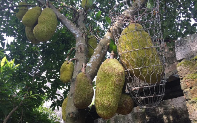 Dân mạng thèm thuồng cây mít 'đông con', quả to nhất 40kg phải dùng sọt bằng thép đỡ Ảnh 2