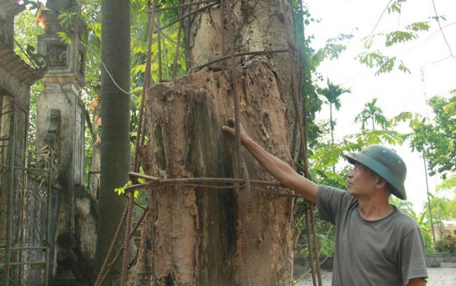 Văn bản Hà Nội đồng ý để người dân bán cây sưa từng được đại gia trả giá 100 tỷ nêu gì? Ảnh 2