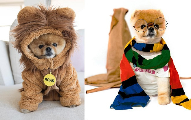 Chú chó sở hữu gần 9 triệu followers trên Instagram: Mức cát - xê 'khủng' như sao hạng A, nhẵn mặt với các CEO đình đám Ảnh 2