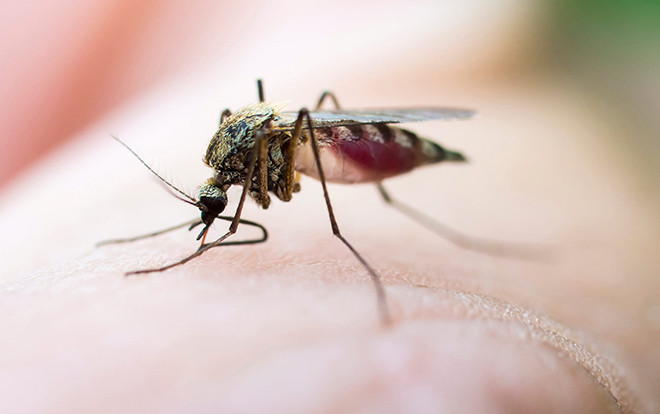 Không phải do 'ăn ở', 5 lý do này khiến bạn bị muỗi đốt nhiều hơn người khác Ảnh 2