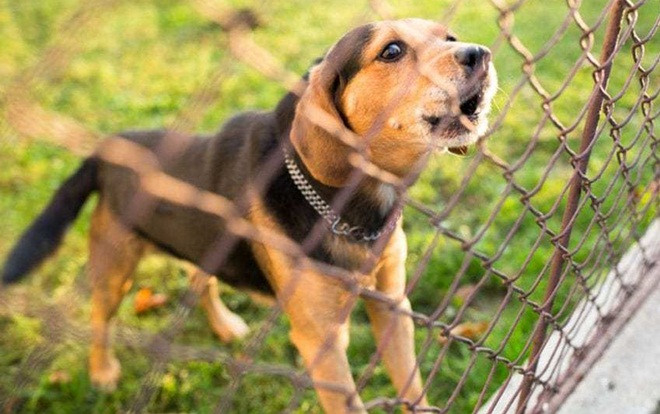 Người đàn ông vác dao đâm chết cả nhà hàng xóm chỉ vì tiếng chó sủa Ảnh 2