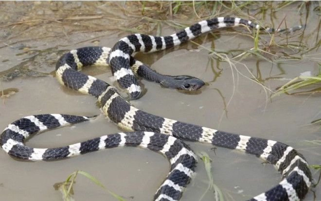 'Đầu tư' hẳn rắn cạp nia về cho cắn để tự tử, người đàn ông nhận kết quả ngoài dự tính Ảnh 2