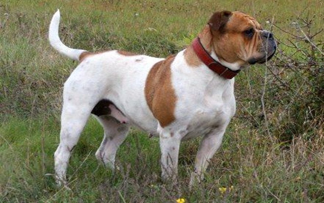 Kinh hoàng chó bulldog tấn công cắn đứt tinh hoàn khiến thanh niên 22 tuổi hôn mê sâu Ảnh 2