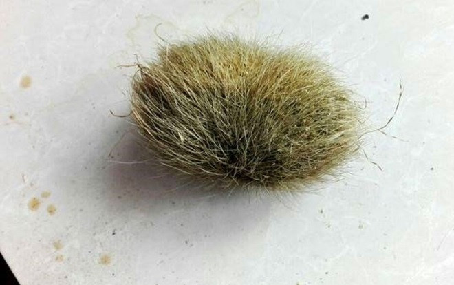 Tìm được cát lợn đăng đàn hỏi giá trị thế nào, cô gái đau đầu vì quá nhiều ý kiến từ dân mạng Ảnh 2