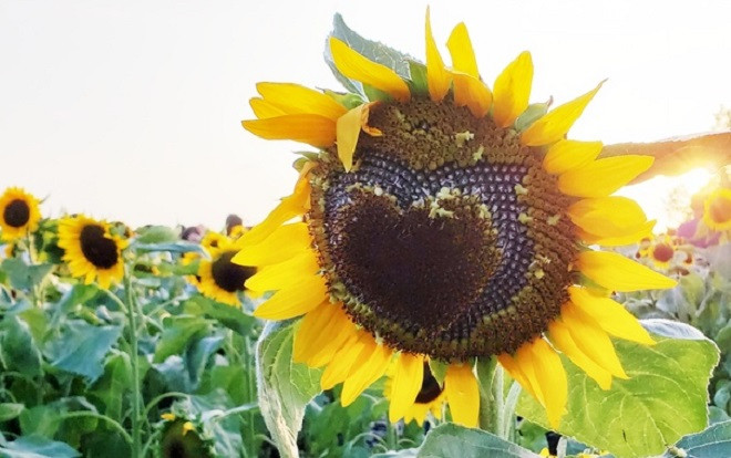 Bức xúc trước cảnh vườn hướng dương ở Hải Phòng tan hoang xơ xác, dân mạng lại bêu tên phượt thủ Ảnh 2