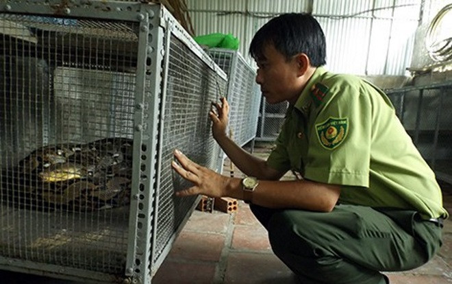 Dân vây bắt con trăn nặng 28kg, dài 7m, cơ thể có nhiều vết thương ngoài đồng hoang Ảnh 2