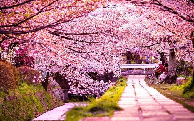 Thiên đường hoa anh đào đẹp 'ảo diệu' nằm trọn trong những trưởng ĐH nổi tiếng ở Trung và Hàn Quốc Ảnh 2