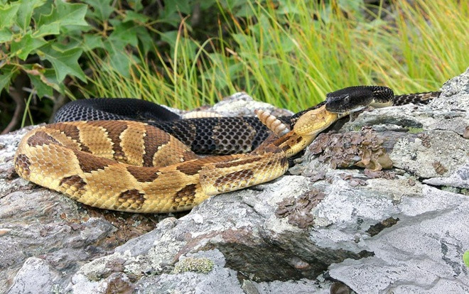 Người đàn ông sống sót giữa bầy rắn trong 2 ngày mắc kẹt dưới lòng đất Ảnh 2