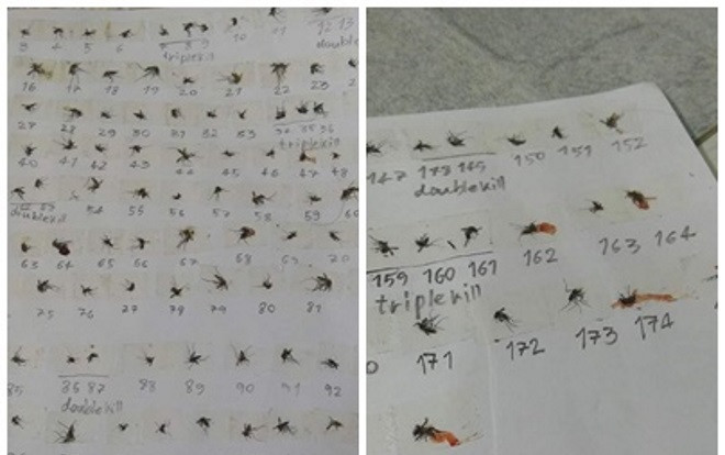 Chết cười cảnh 20/10 không có crush, nam sinh ngồi nhà làm 'dũng sĩ diệt muỗi' Ảnh 2