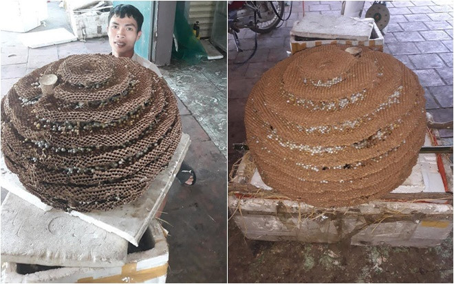 Choáng với tổ ong rừng có độc tố cực mạnh siêu khủng nặng tới 35kg đắt giá của thanh niên Nghệ An Ảnh 2