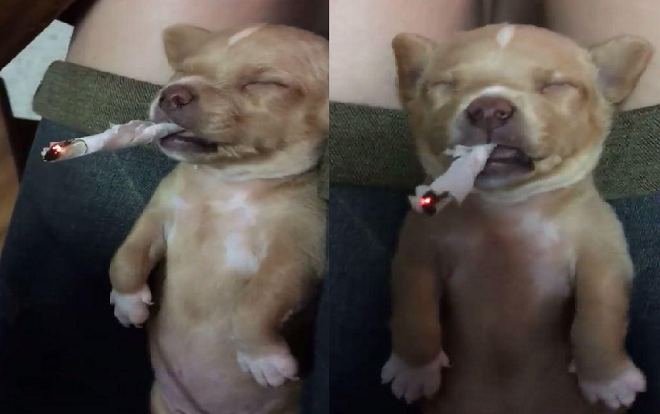 Hai cô gái cho chó hút thuốc rồi đùa cợt phấn khích gây phẫn nộ Ảnh 2