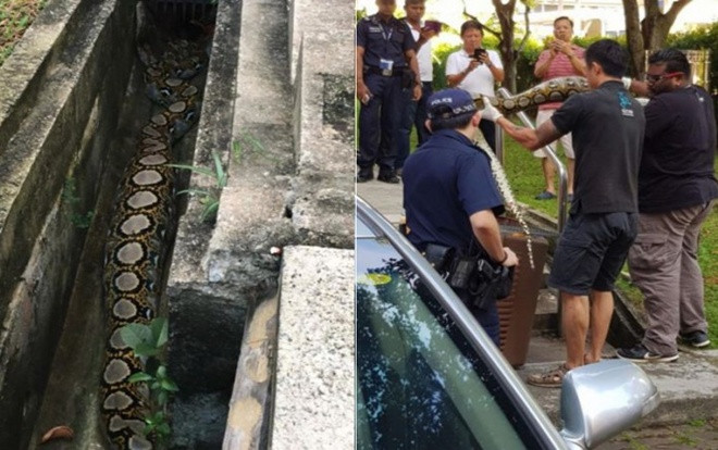 Trăn 2,5 m 'chén' cả con mèo no nê rồi 'nằm nghỉ' trong ống cống Ảnh 2