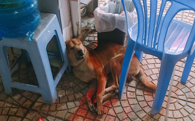 May mắn thoát khỏi tay cẩu tặc, chú chó được đội bảo vệ cưu mang cung phụng tối nào cũng cho đi tuần cùng Ảnh 2