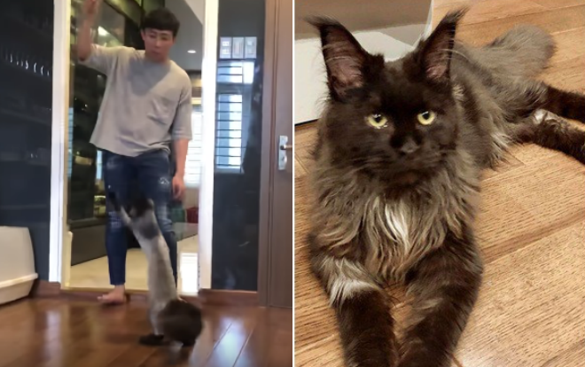 Ngoài cái tài vốn có, Trấn Thành còn 'bật mí' thêm khả năng huấn luyện mèo cưng diễn xiếc 'chuyên nghiệp' Ảnh 2