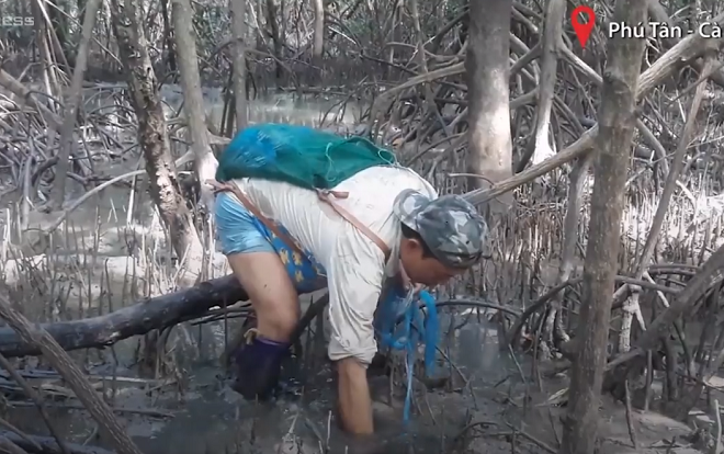 Mang giày vải bắt cá thòi lòi trong rừng đước Cà Mau Ảnh 2