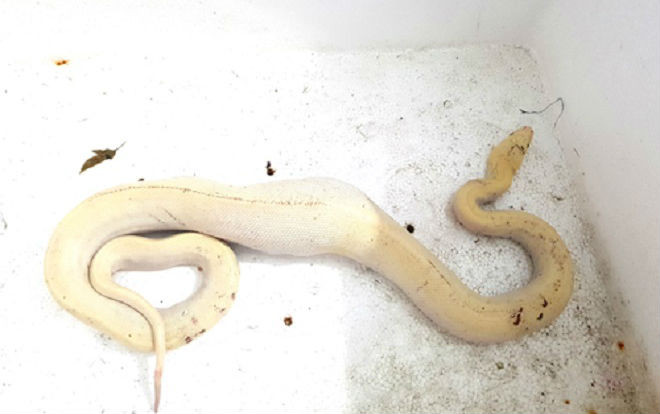 Giật mình phát hiện trăn bạch tạng có nhiều hoa văn kỳ lạ nuốt chửng con gà lúc rạng sáng Ảnh 2