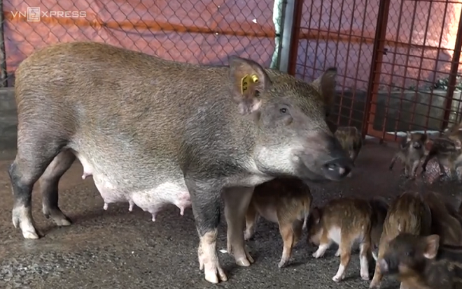 Trại heo rừng không đủ hàng để bán của nông dân Củ Chi Ảnh 2