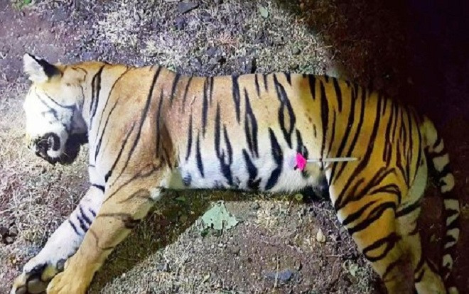 Con hổ giết 13 mạng người tại Ấn Độ chính thức bị bắn chết Ảnh 2