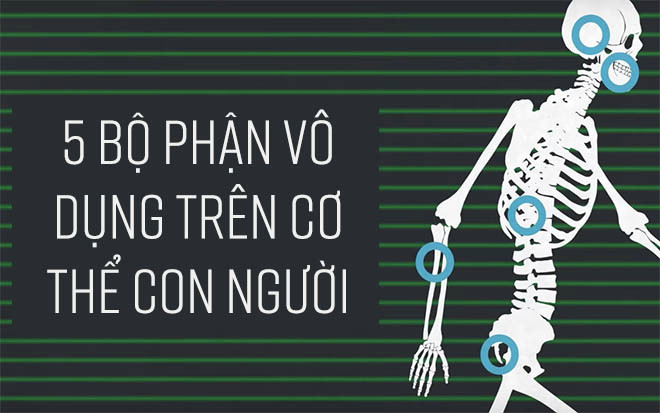 5 bộ phận chẳng biết để làm gì nhưng vẫn tồn tại trên cơ thể con người Ảnh 2
