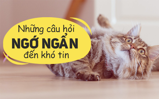 Tổng tập những câu nói 'ngớ ngẩn nhất quả đất' nghe xong ai cũng phải cười lăn lộn Ảnh 2