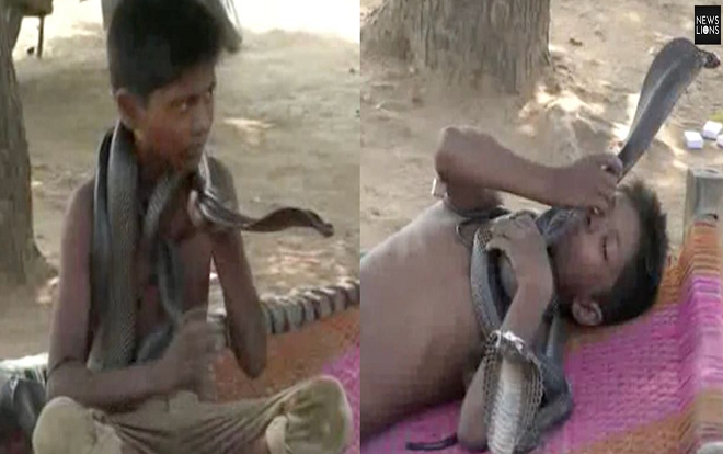 Kỳ lạ cậu bé coi rắn hổ mang là bạn thân, ăn ngủ cùng nhau Ảnh 2