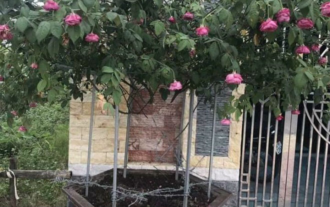 Cười ngất với tên trộm 'bá đạo': Để lại cành hoa làm kỷ niệm cho gia chủ, chỉ lấy gốc cây mang đi vừa nhẹ thân lại dễ vận chuyển Ảnh 2