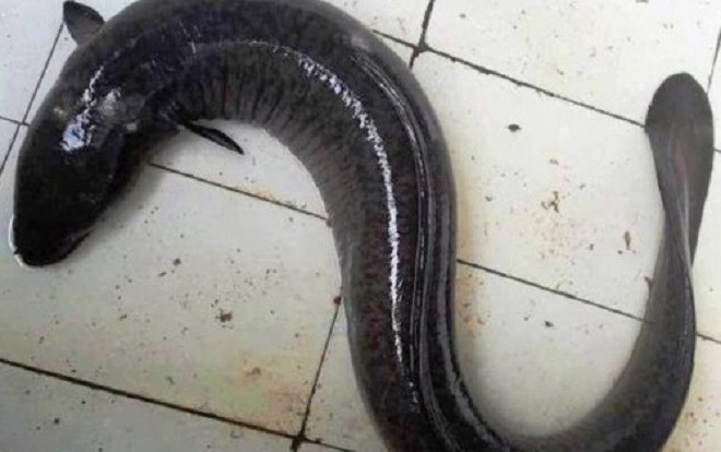 Đổ xô đến nhà hàng xem cá chình 'khủng' nặng 17kg ở Nghệ An Ảnh 2