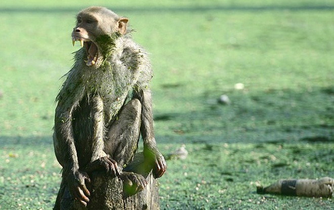 Khỉ xông vào nhà dân, cướp bé trai 12 ngày tuổi đang bú mẹ rồi tha đi đến chết Ảnh 2