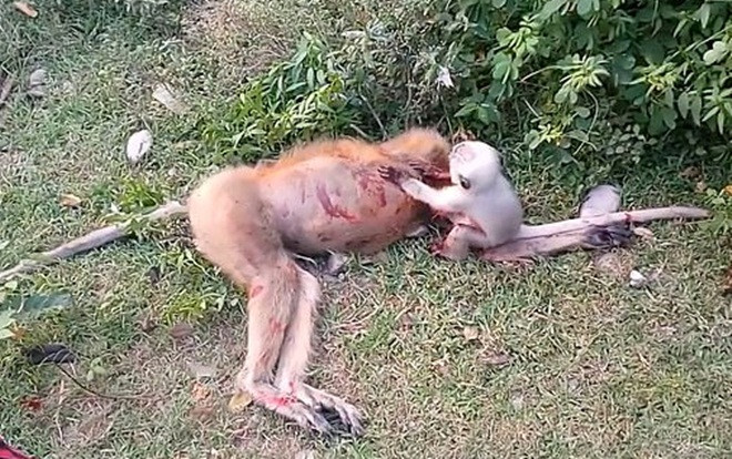 Xúc động khoảnh khắc khỉ con khóc, lay mẹ đã chết vì tai nạn giao thông Ảnh 2