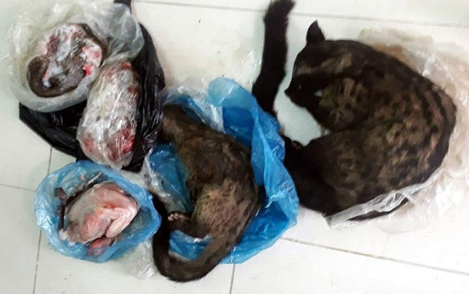 Xử phạt Chủ tịch hội chữ thập đỏ lên Facebook rao bán động vật hoang dã Ảnh 2