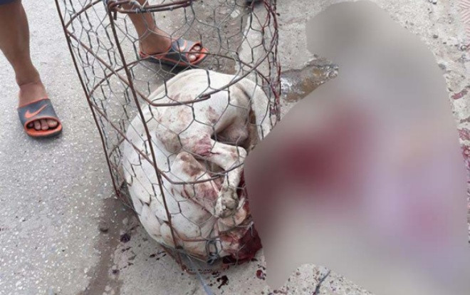 Chó Pitbull hung dữ lao khỏi lồng sắt cắn nữ chủ nhà và hàng xóm bị thương, dân làng hô hoán cầm gậy đánh chết Ảnh 2