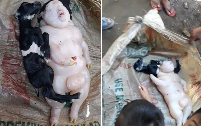 Choáng với con dê sinh ra 'quái vật' nửa lợn nửa người Ảnh 2