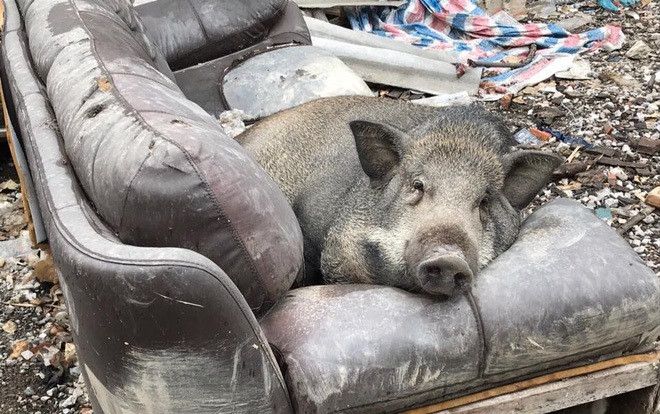 Chú heo 'số hưởng' cứ ăn no lại lên sofa nằm ngủ khiến dân mạng thích thú Ảnh 2